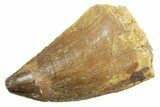 Fossil Mosasaur (Thalassotitan) Tooth - Morocco #364061-1